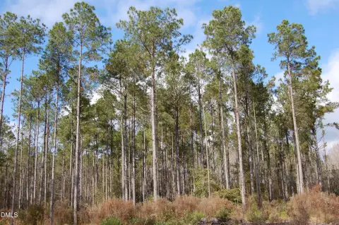 Pender County Timberland Opportunity