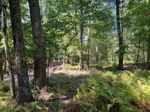 Secluded Wooded Land Near Allegheny River