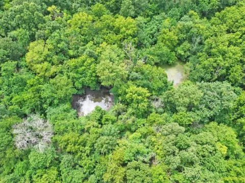 Timberland with Ponds and Creek