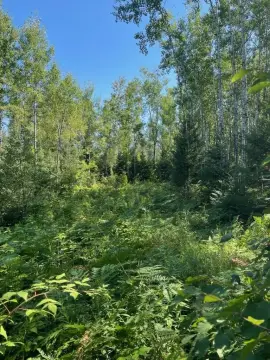 Wooded Recreation Land with Pond Frontage