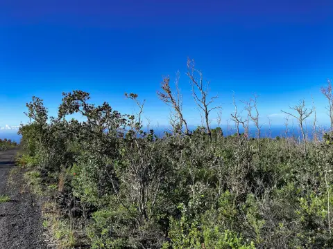 Wooded Ocean-View Land Parcel