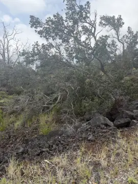 Two-Lot Land Parcel