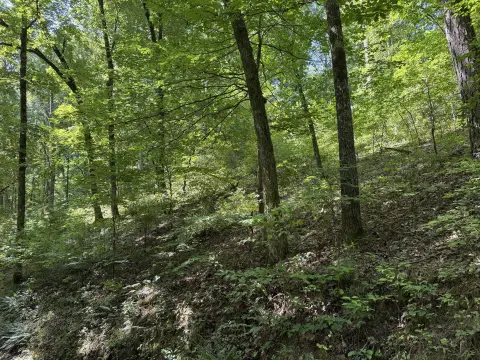 Wooded Waterfront Hunting Tract