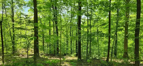 8 Acre Wooded Residential Land