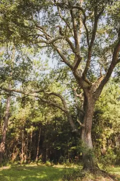 Riverfront Property with Stilted Cabin