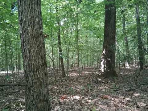 Mature Timber Hunting Land