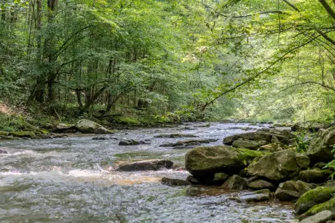 Wooded Hunting Land with Stream