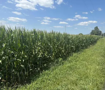 Agricultural Land With Woods