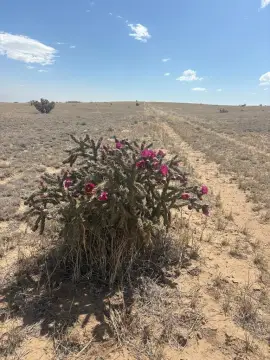 Agricultural Land Parcel