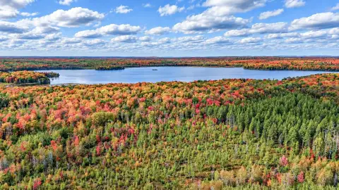 Mature Hardwood Hunting Land