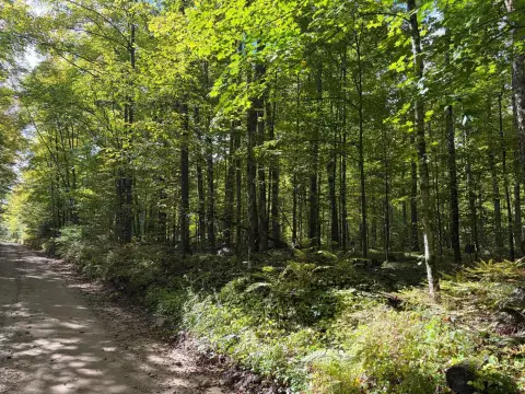 Northern Hardwood Hunting Land