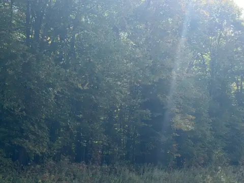 Northern Hardwood Hunting Land