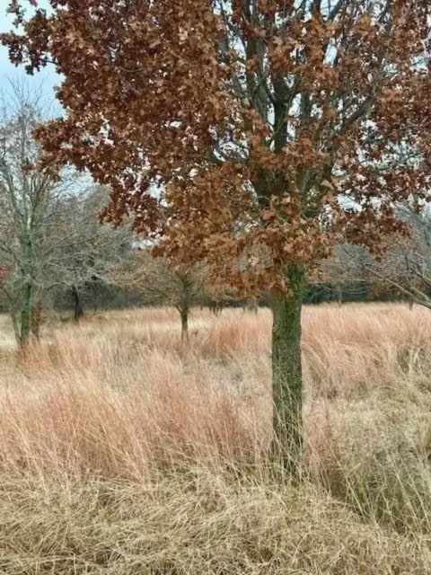 Unimproved Land in Boyd, Texas
