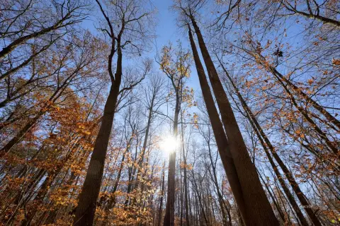 Wooded Land Near US 33