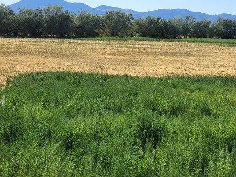 5.25 Acre Goshen Land Parcel