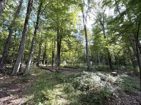 Wooded Land with Road Frontage