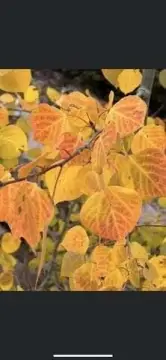 Land Near Eagle Point Resort