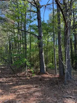 46 Acres with Timber Investment