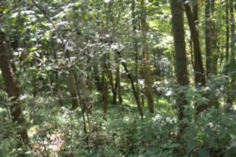 Wooded Hunting Land with Road Frontage