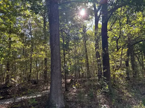Hardin County Wooded Hunting Land