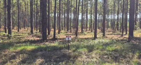 Land Near Toledo Bend Lake