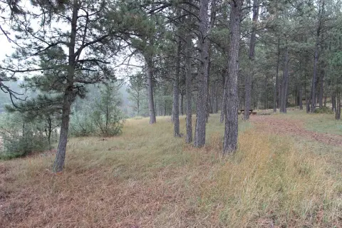 Southern Black Hills Wooded Parcel