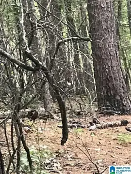 Residential Lot in Alpine, AL