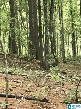 Residential Lot in Alpine, AL