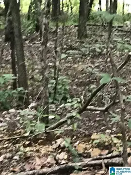 Residential Lot in Alpine, AL