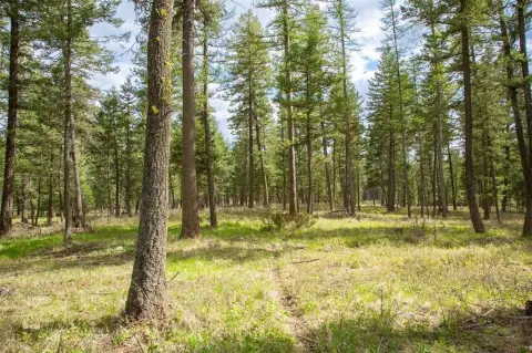 Forested Land Near Whitefish