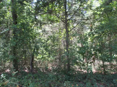 Timber Hunting Land Acreage