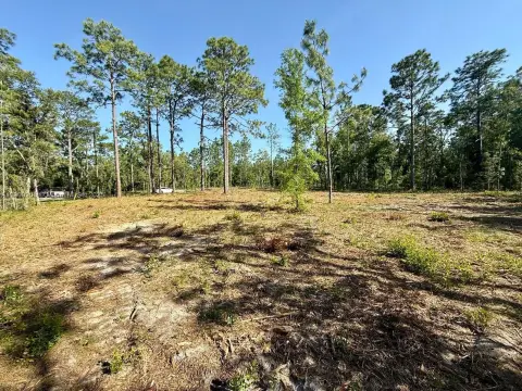 Levy County Buildable Lot