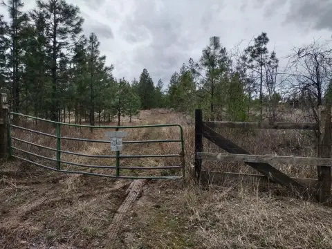 40 Acres of Treed Land