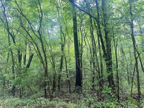 Hardwood Timber Land For Sale