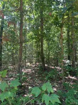 Wooded Hunting Land with Road Frontage