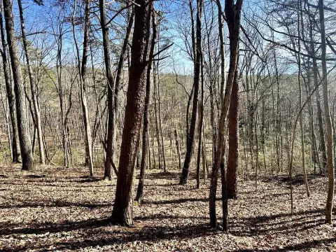 93 Acres of Mixed Timber
