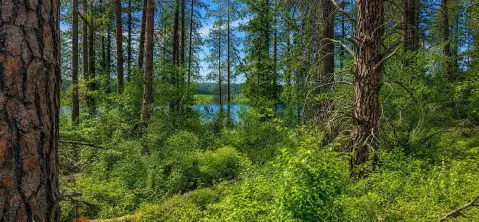 Recreation and Hunting Land Parcel