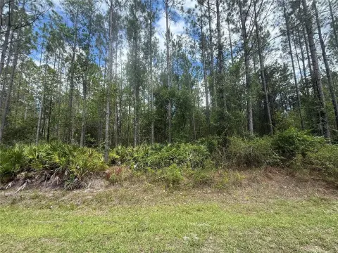 Agricultural Land with Timber Stand