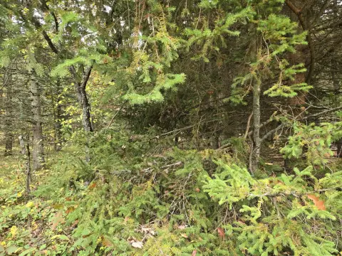 Wooded Hunting Land