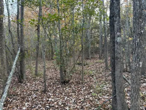 23 Acres of Wooded Land