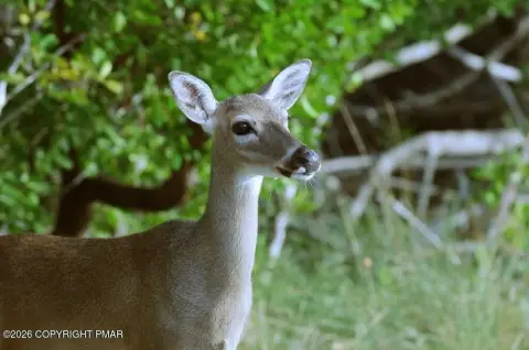 Wooded Lot Near Lake Access