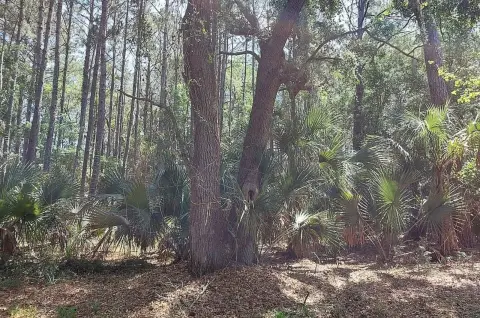 Cul-de-Sac Homesite in Marsh Island Woods