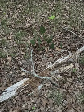 Residential Lot in Hot Springs