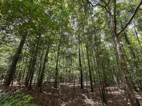 Wooded Hunting Land with Dirt Road Access