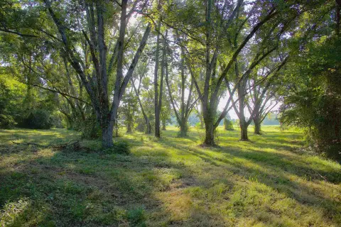 Hobby Farm with Pecan Orchard
