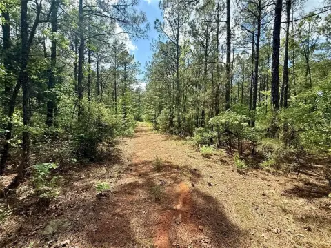 157 Acres of Hunting Land