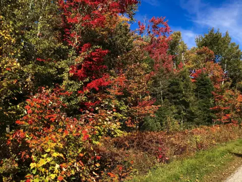 Wooded Lot Near Nature Preserve