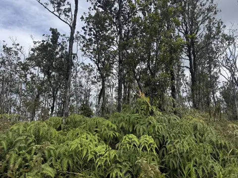 Three Acres in Fern Forest