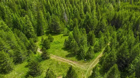 Treed Recreational Land with Building Sites