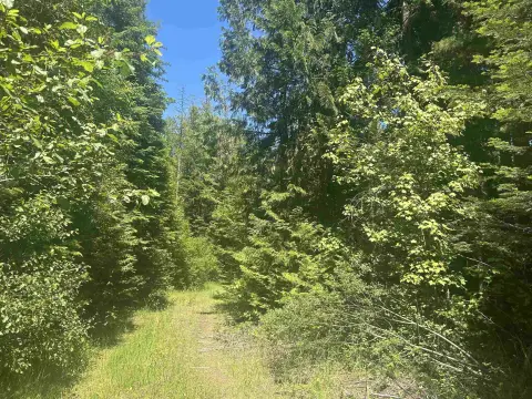 Treed Land With Building Sites
